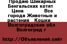 Продаю Шикарных Бенгальских котят › Цена ­ 17 000 - Все города Животные и растения » Кошки   . Волгоградская обл.,Волгоград г.